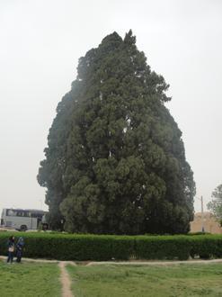Immagine Abarqu